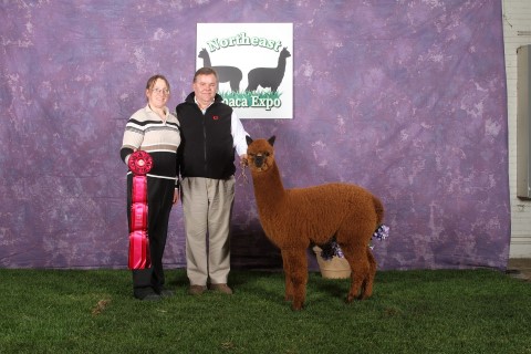 Alpaca For Sale - Jackhammer's Hanna at Stone Hill Alpacas